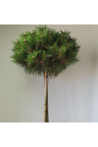 Сосна чорна П'єррік Брегон на штамбі